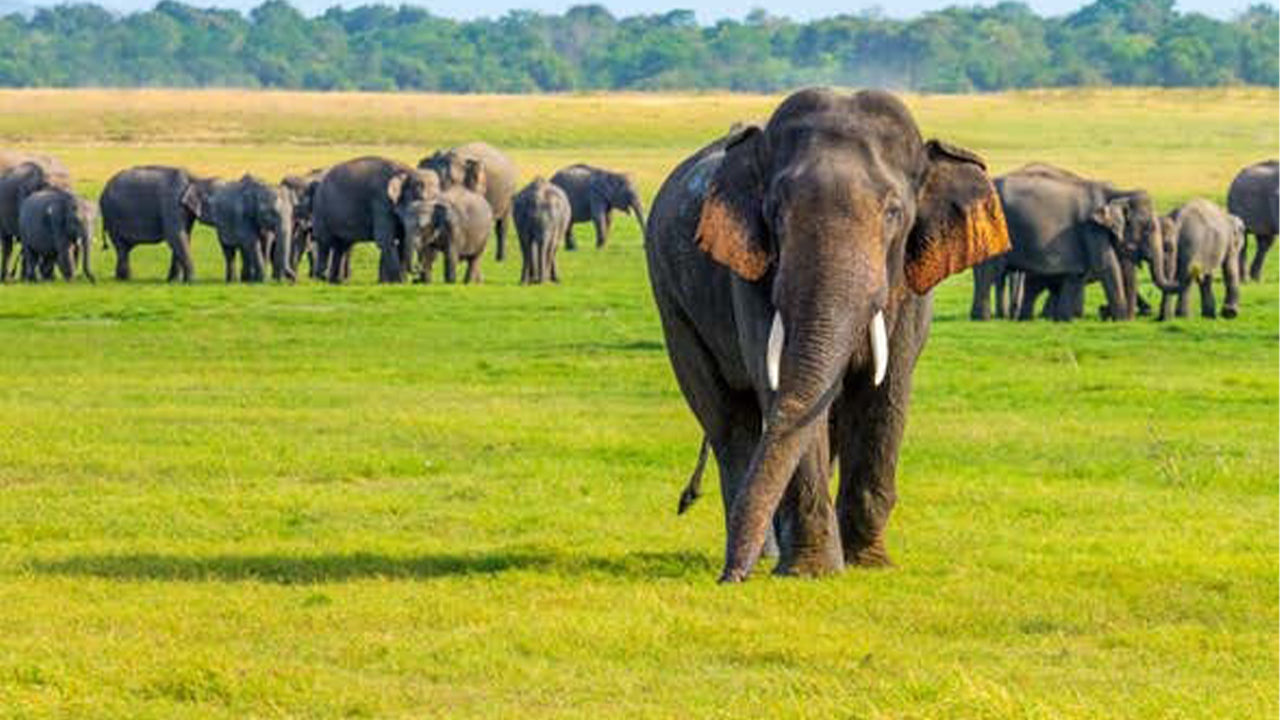 Minneriya-Nationalpark-Safari ab Sigiriya