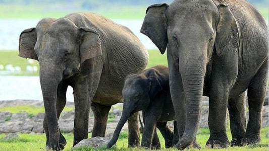 Minneriya-Nationalpark-Safari ab Sigiriya