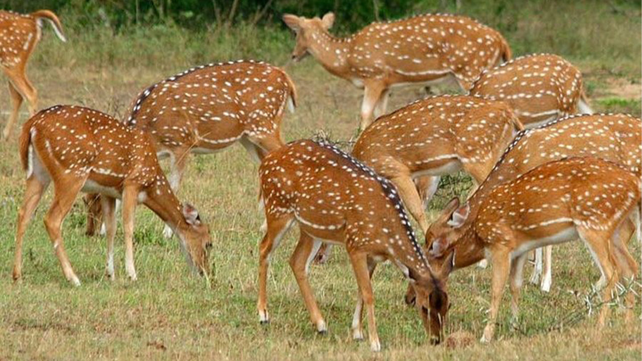 Minneriya-Nationalpark-Safari ab Sigiriya