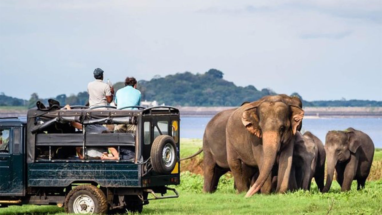 Minneriya-Nationalpark-Safari ab Sigiriya
