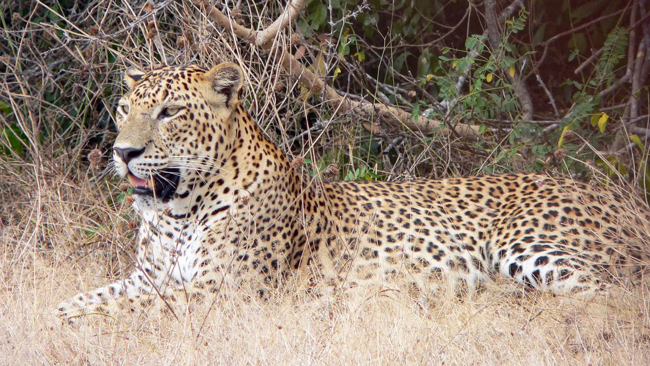 Private Safari im Yala-Nationalpark