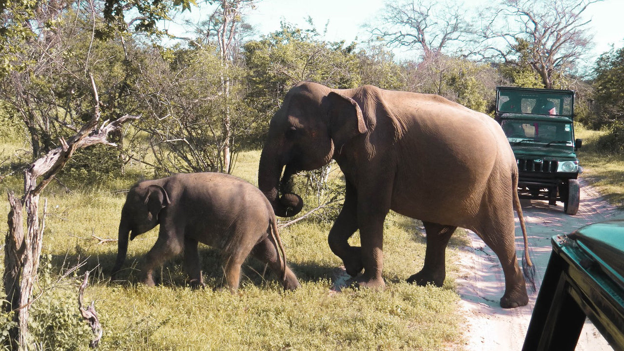 Private Safari im Yala-Nationalpark