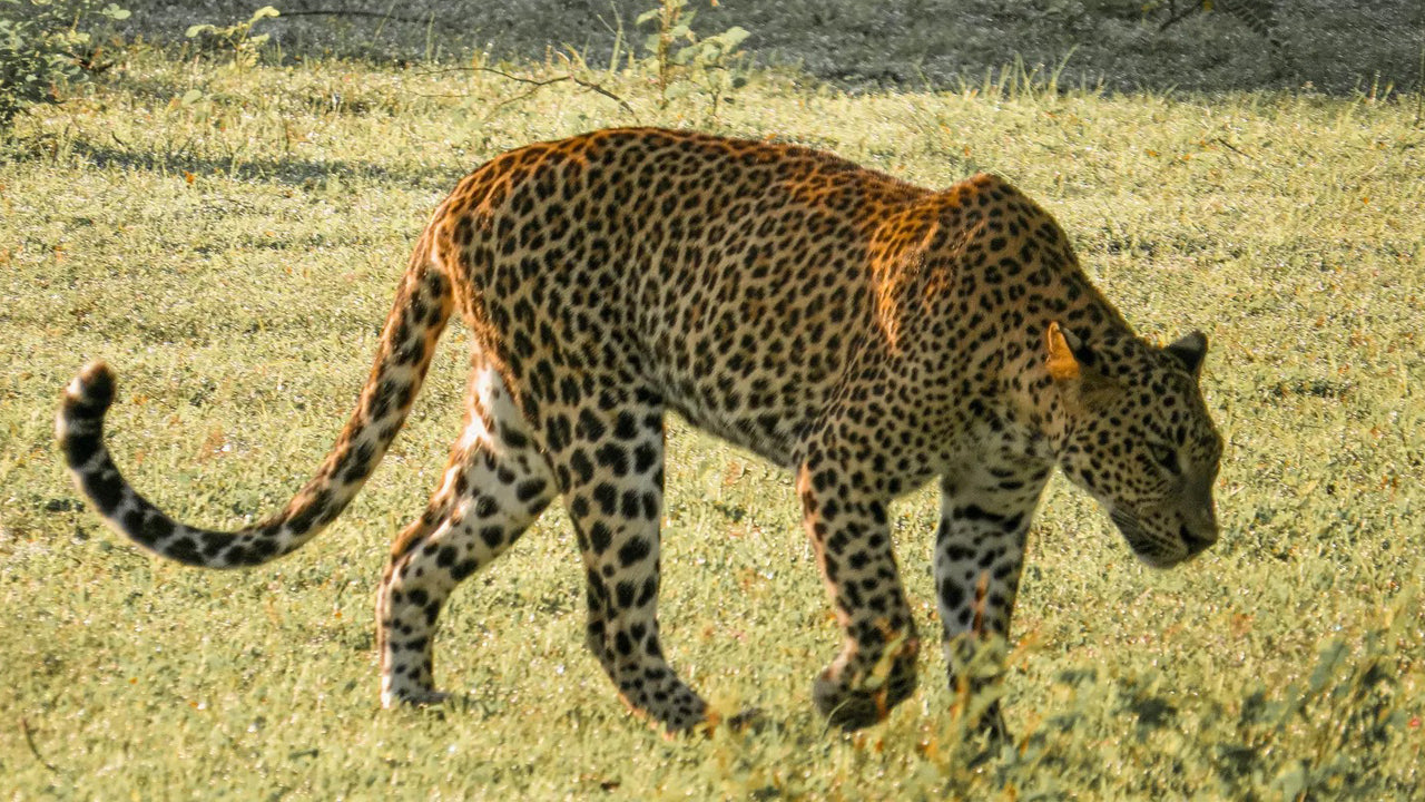 Private Safari im Yala-Nationalpark