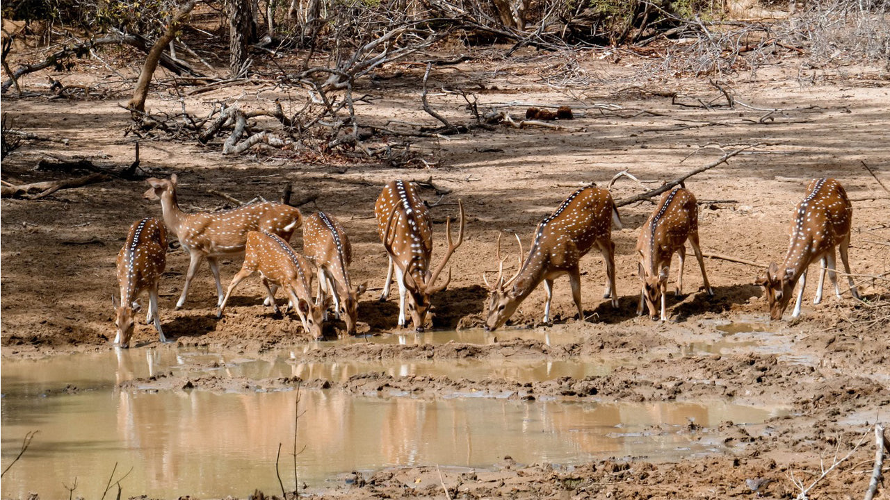 Private Safari im Yala-Nationalpark