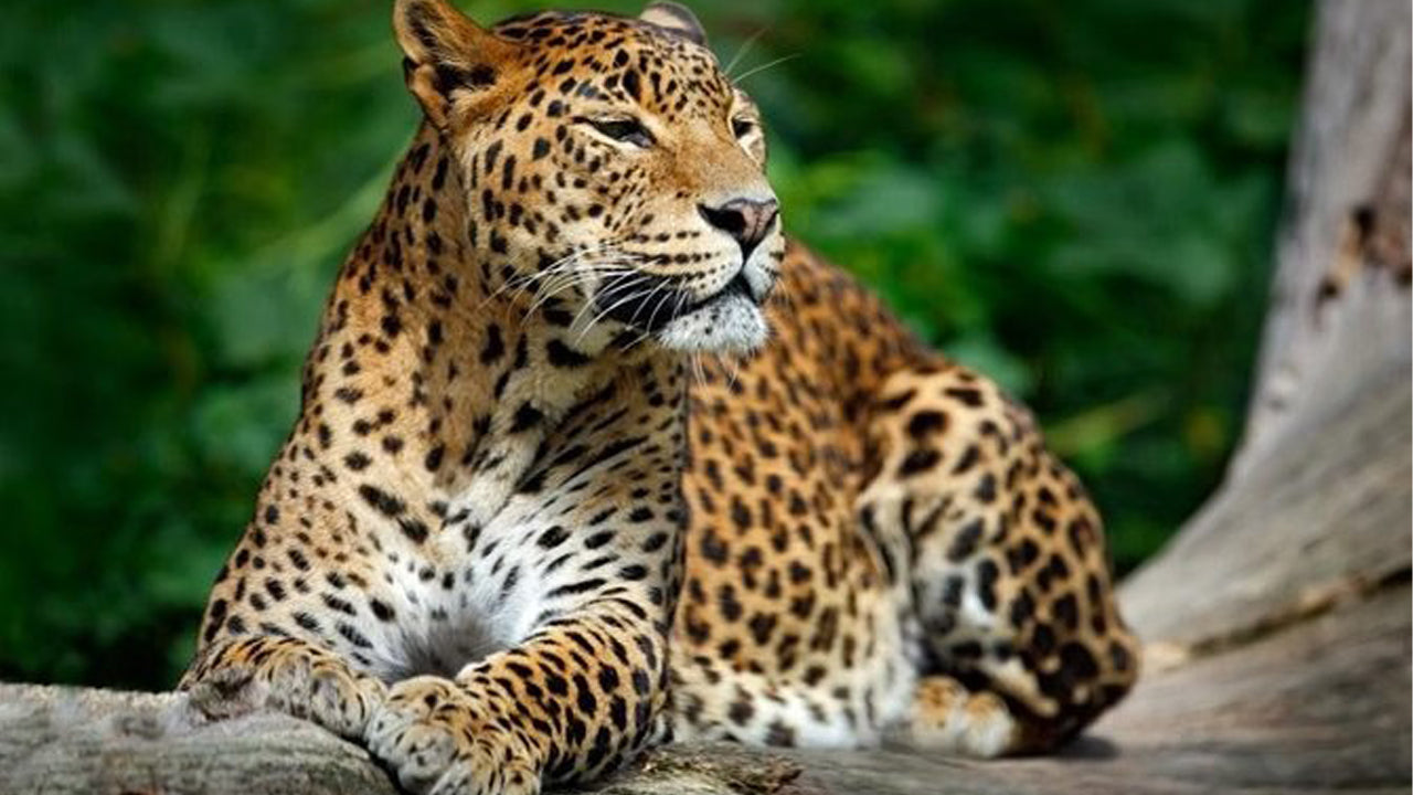 Private Safari im Yala-Nationalpark