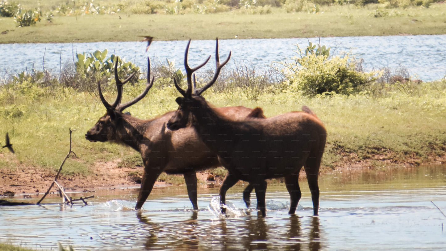 Yala-Nationalpark: Private Safari mit Naturforscher
