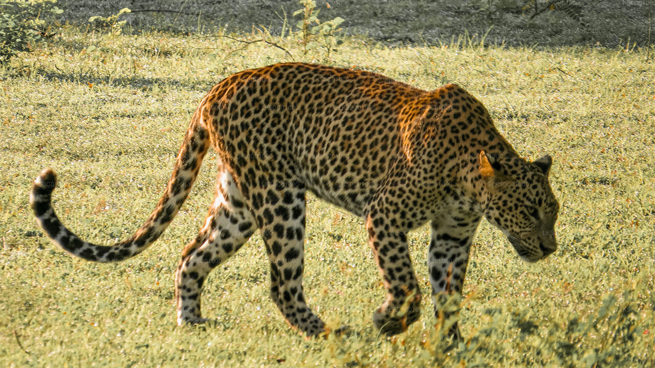Yala-Nationalpark: Private Safari mit Naturforscher