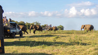 Gemeinsame Safari im Kaudulla-Nationalpark