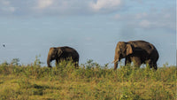 Gemeinsame Safari im Kaudulla-Nationalpark