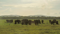 Gemeinsame Safari im Kaudulla-Nationalpark