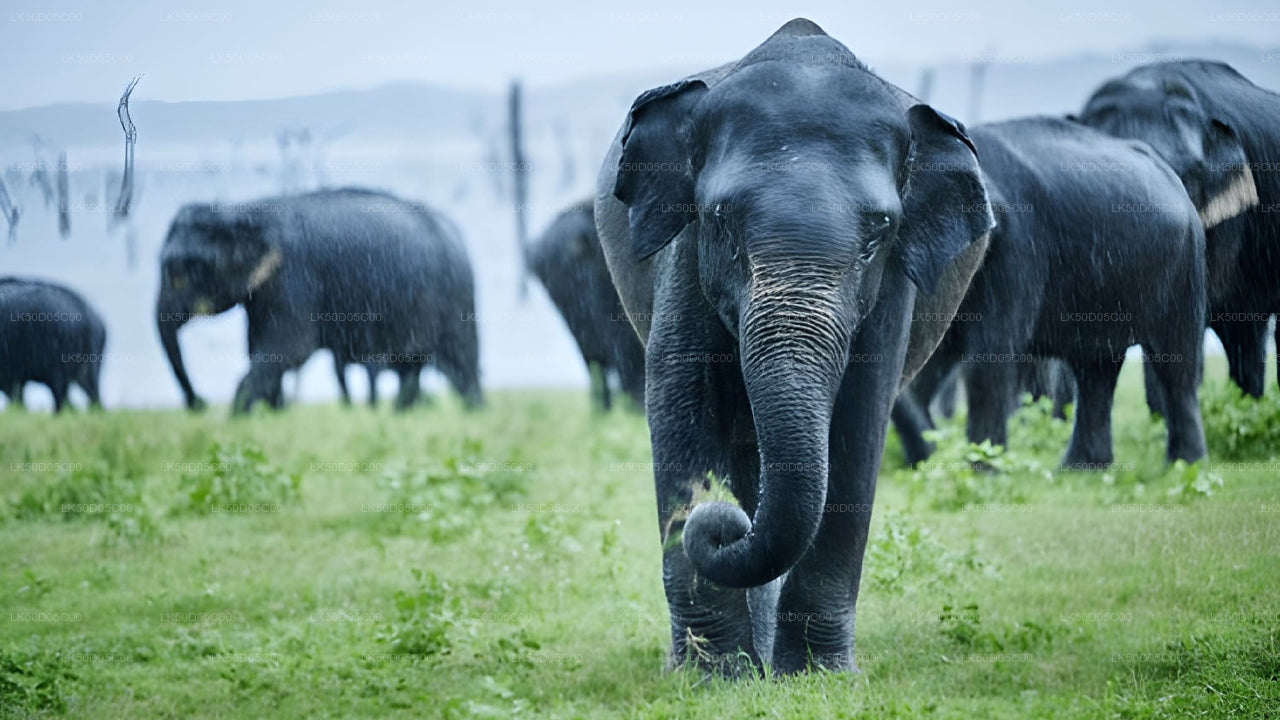 Private Safari im Kaudulla-Nationalpark ab Sigiriya