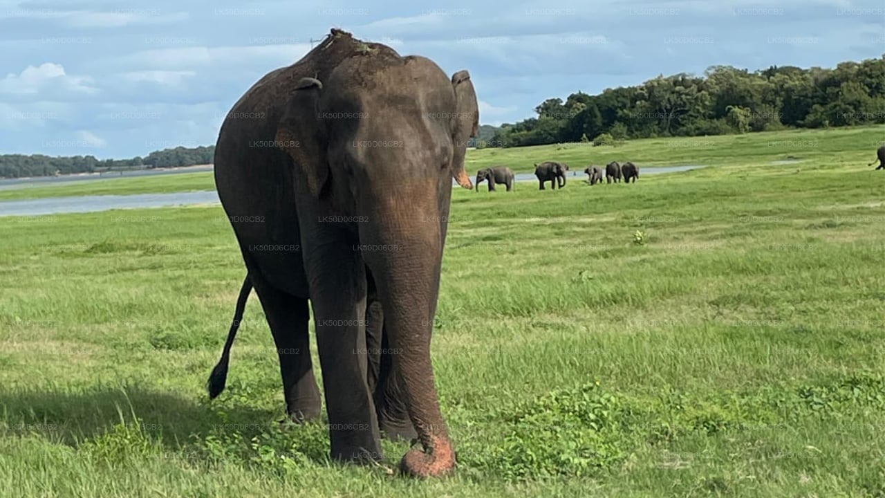 Kaudulla National Park Private Safari