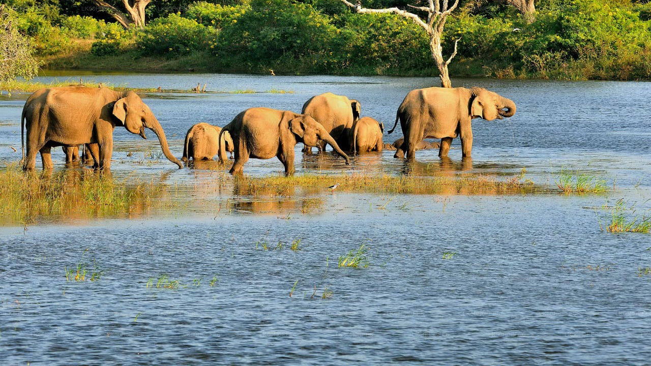 Private Safari im Bundala-Nationalpark