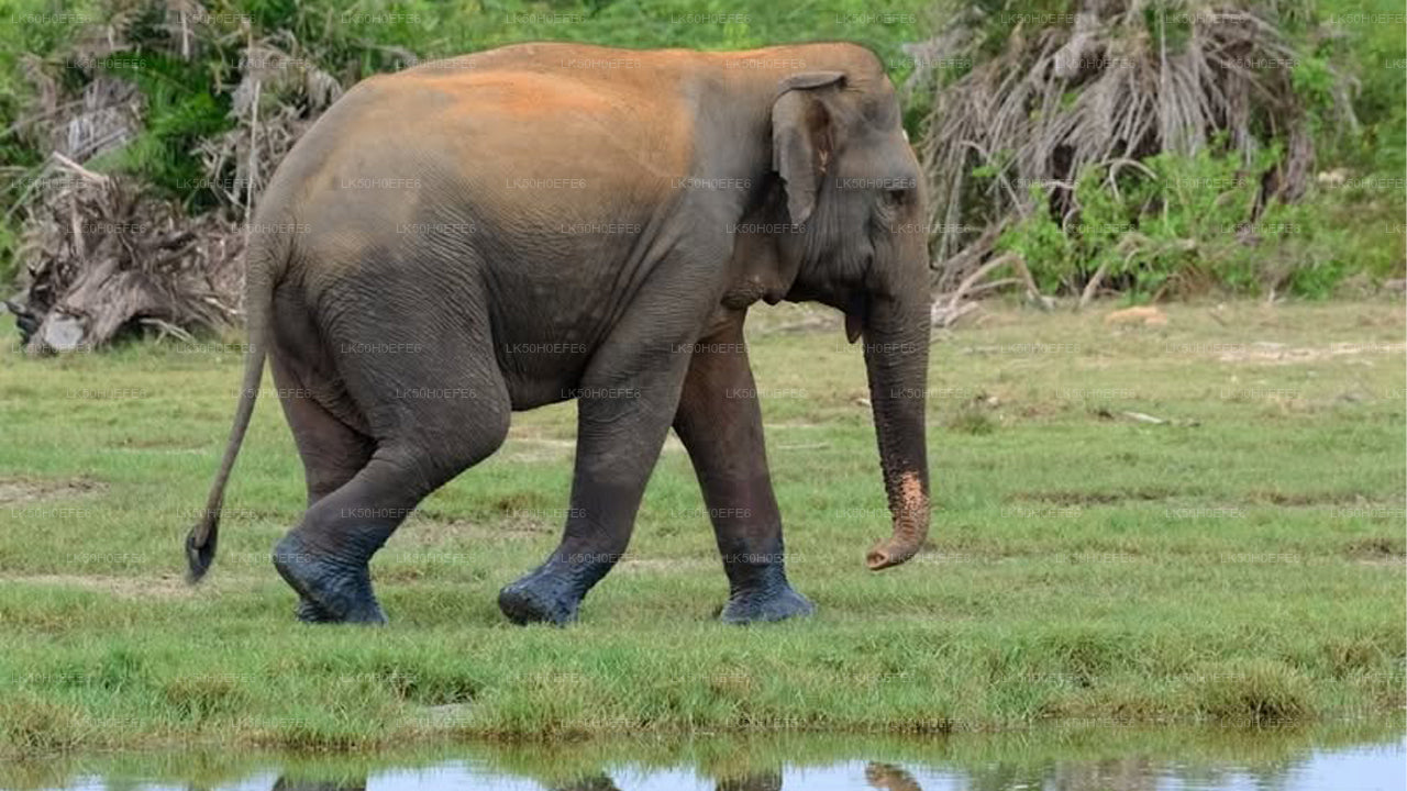 Private Safari im Bundala-Nationalpark