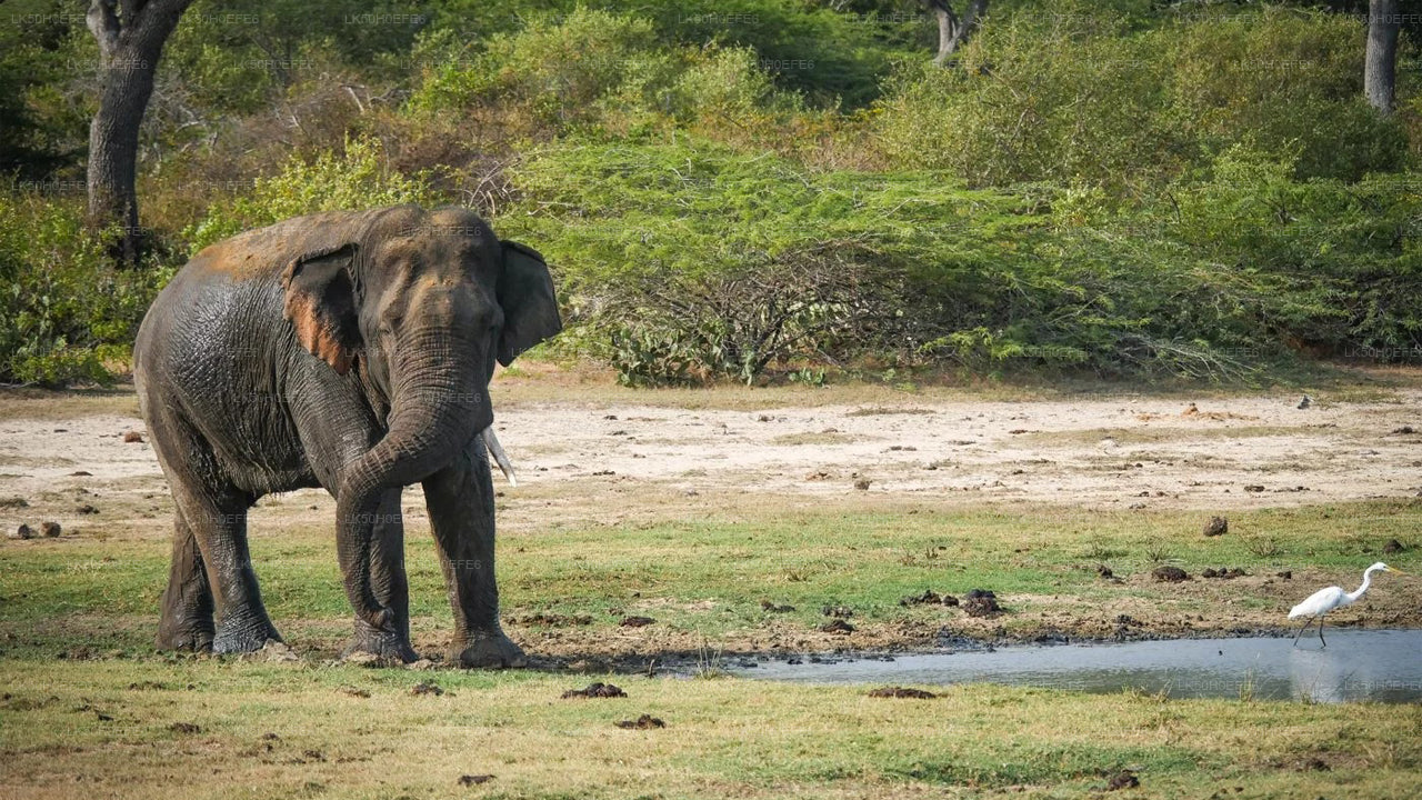 Private Safari im Bundala-Nationalpark