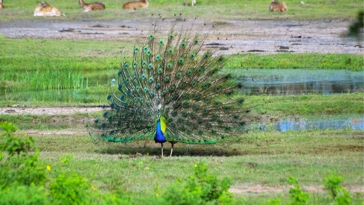 Private Safari im Bundala-Nationalpark