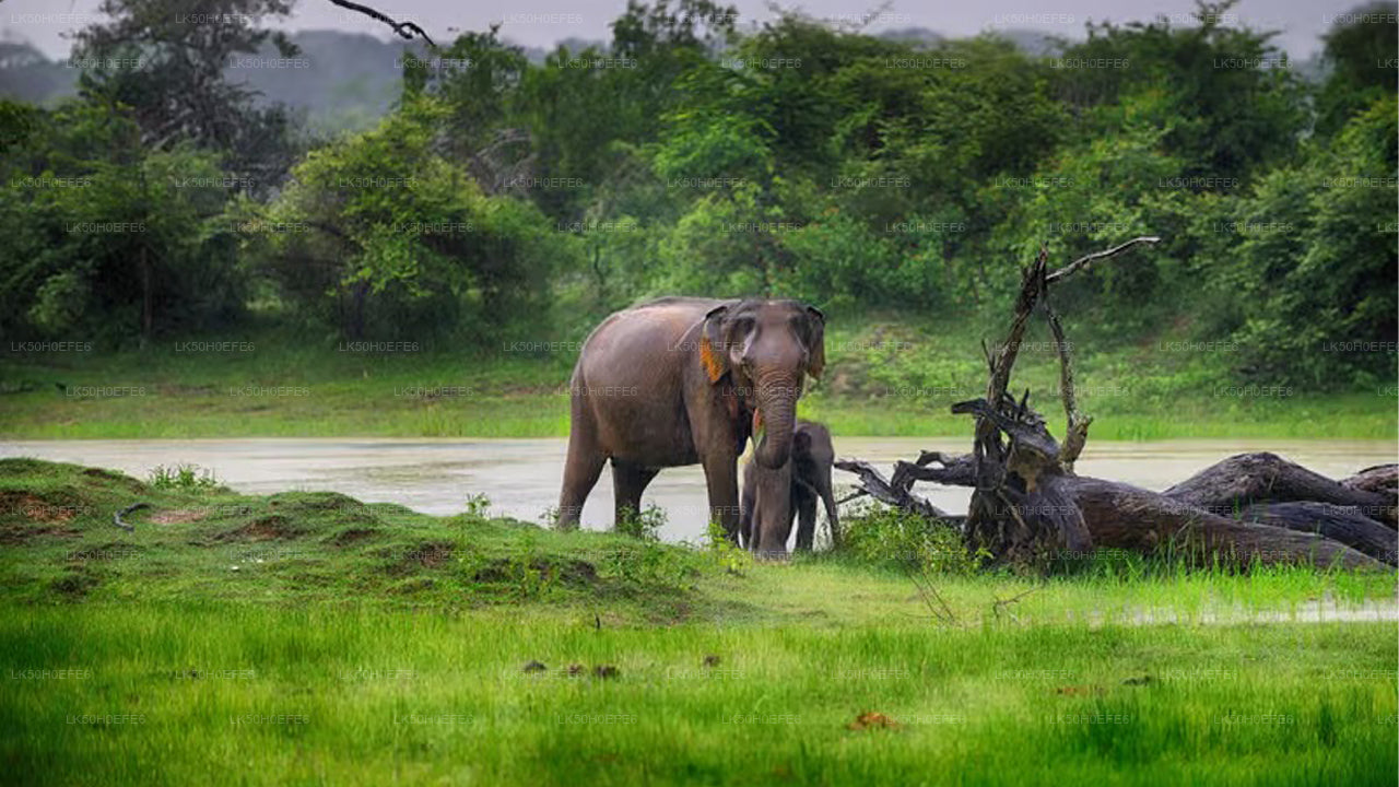 Private Safari im Bundala-Nationalpark
