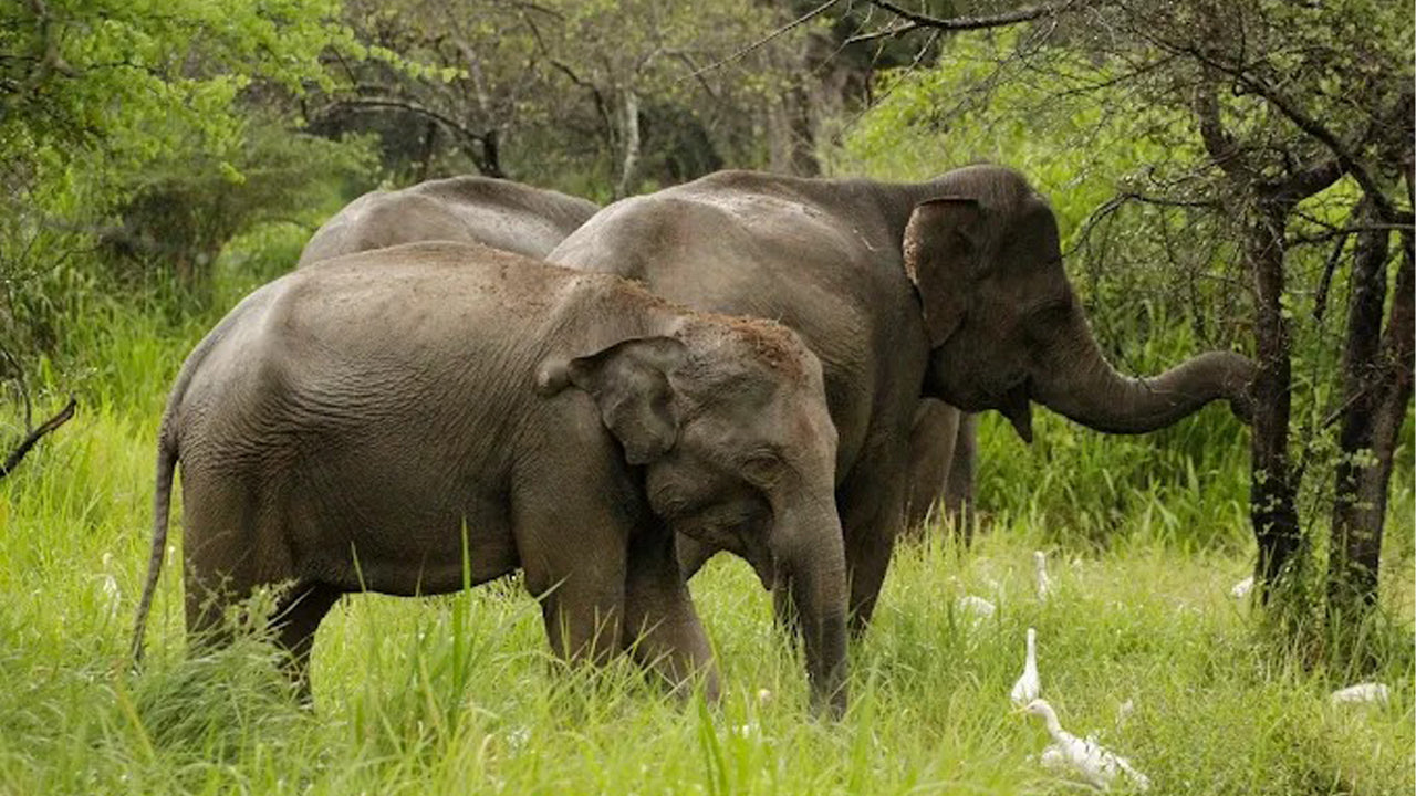 Wasgamuwa-Nationalpark Private Safari