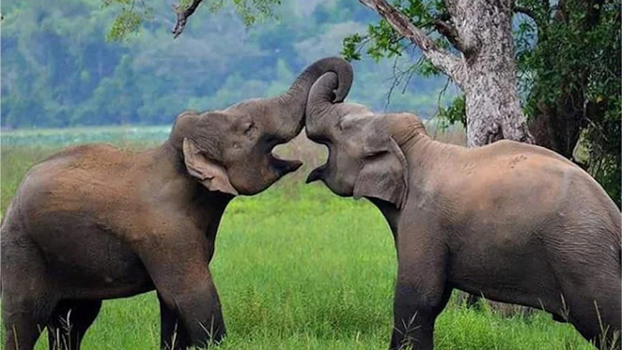 Wasgamuwa-Nationalpark Private Safari