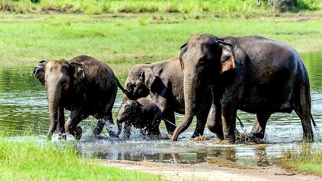 Wasgamuwa-Nationalpark Private Safari