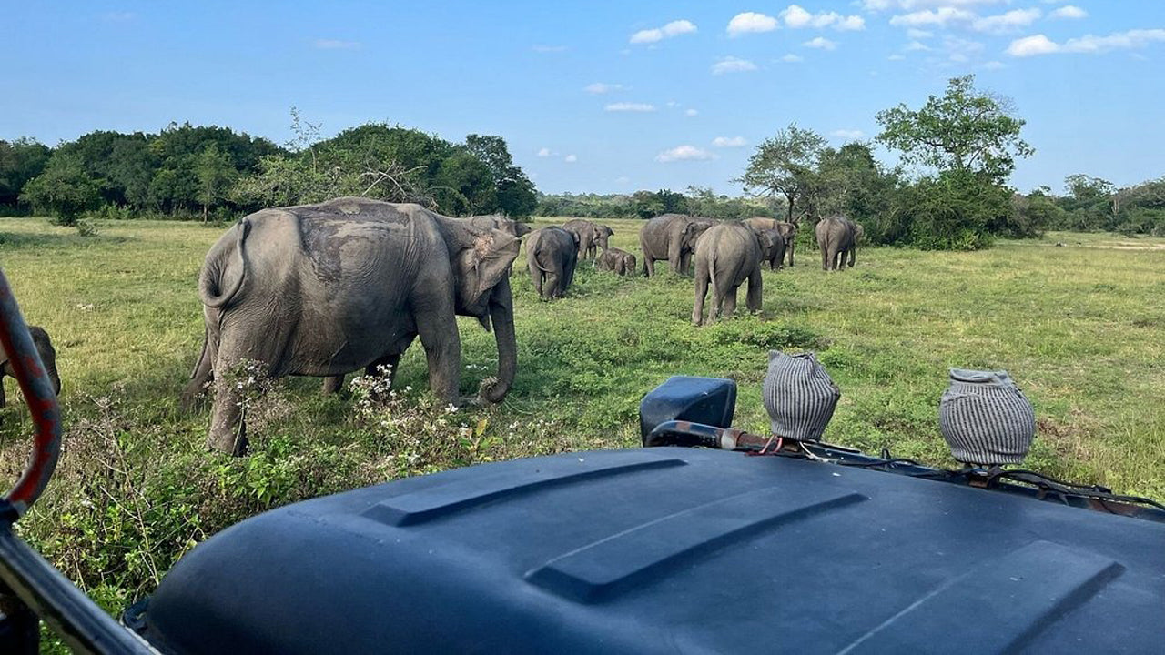 Wasgamuwa-Nationalpark Private Safari