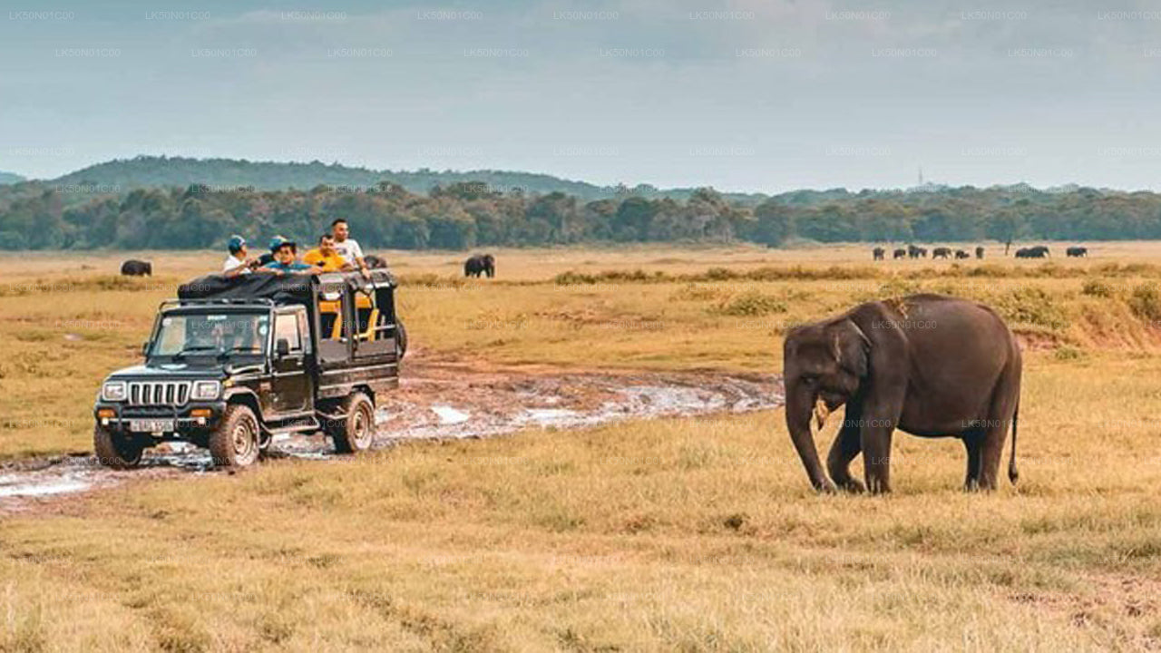 Private Safari im Maduru-Oya-Nationalpark mit Naturforscher
