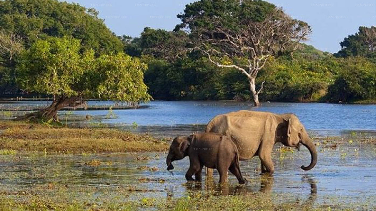 Private Safari im Maduru-Oya-Nationalpark mit Naturforscher