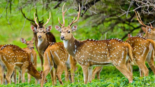 Private Safari im Maduru-Oya-Nationalpark mit Naturforscher