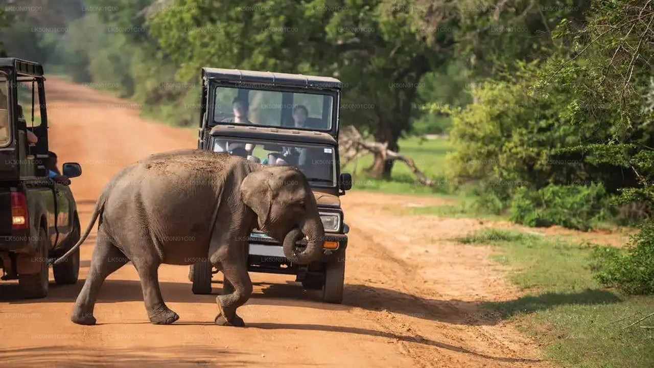 Private Safari im Maduru-Oya-Nationalpark mit Naturforscher