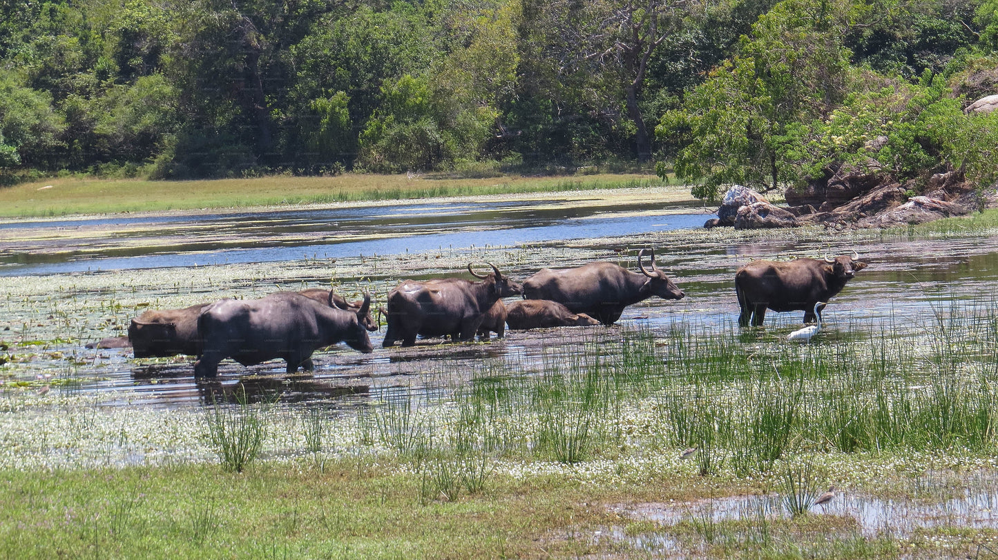 Private Safari im Maduru-Oya-Nationalpark mit Naturforscher