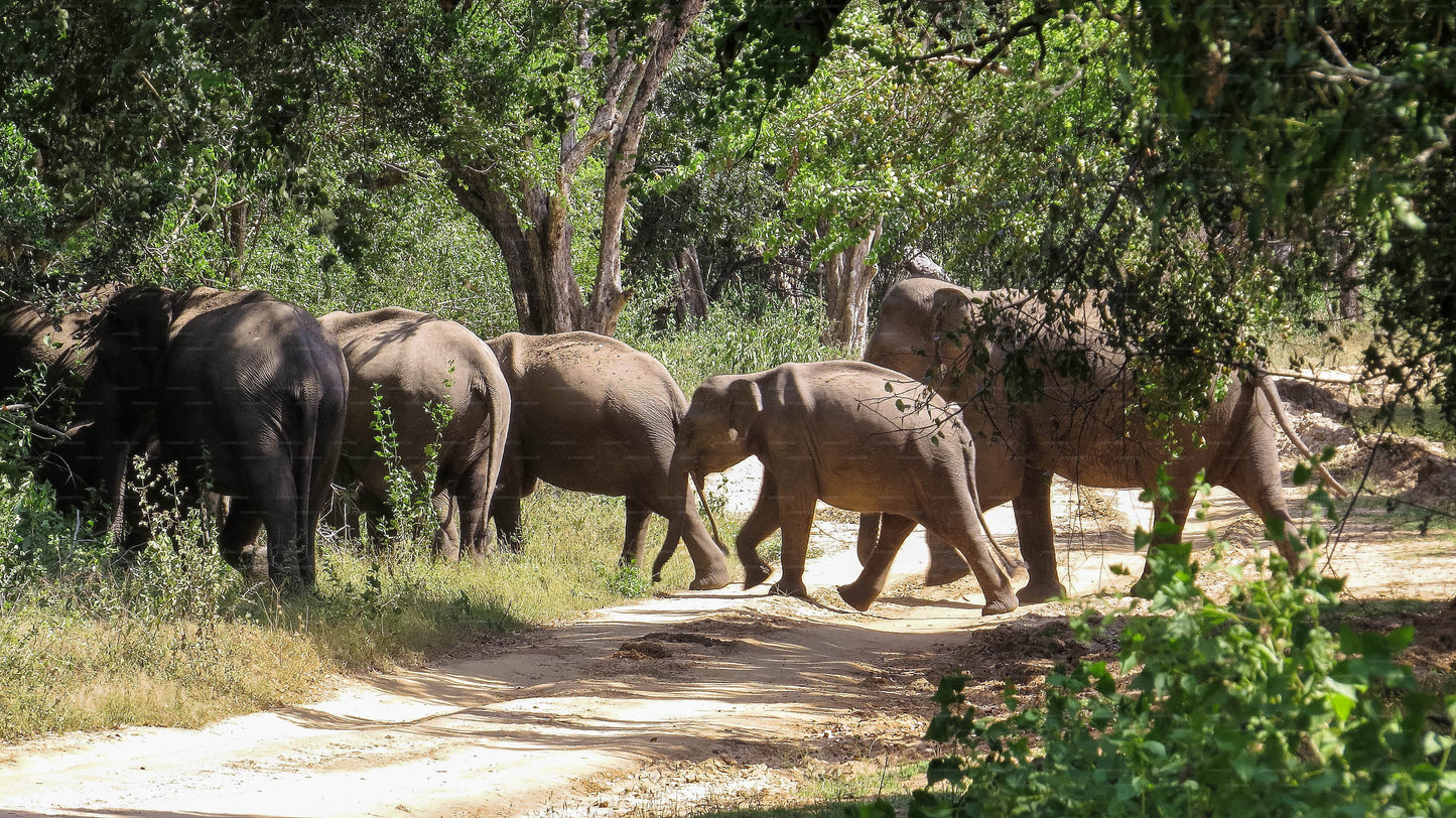 Private Safari im Maduru-Oya-Nationalpark mit Naturforscher