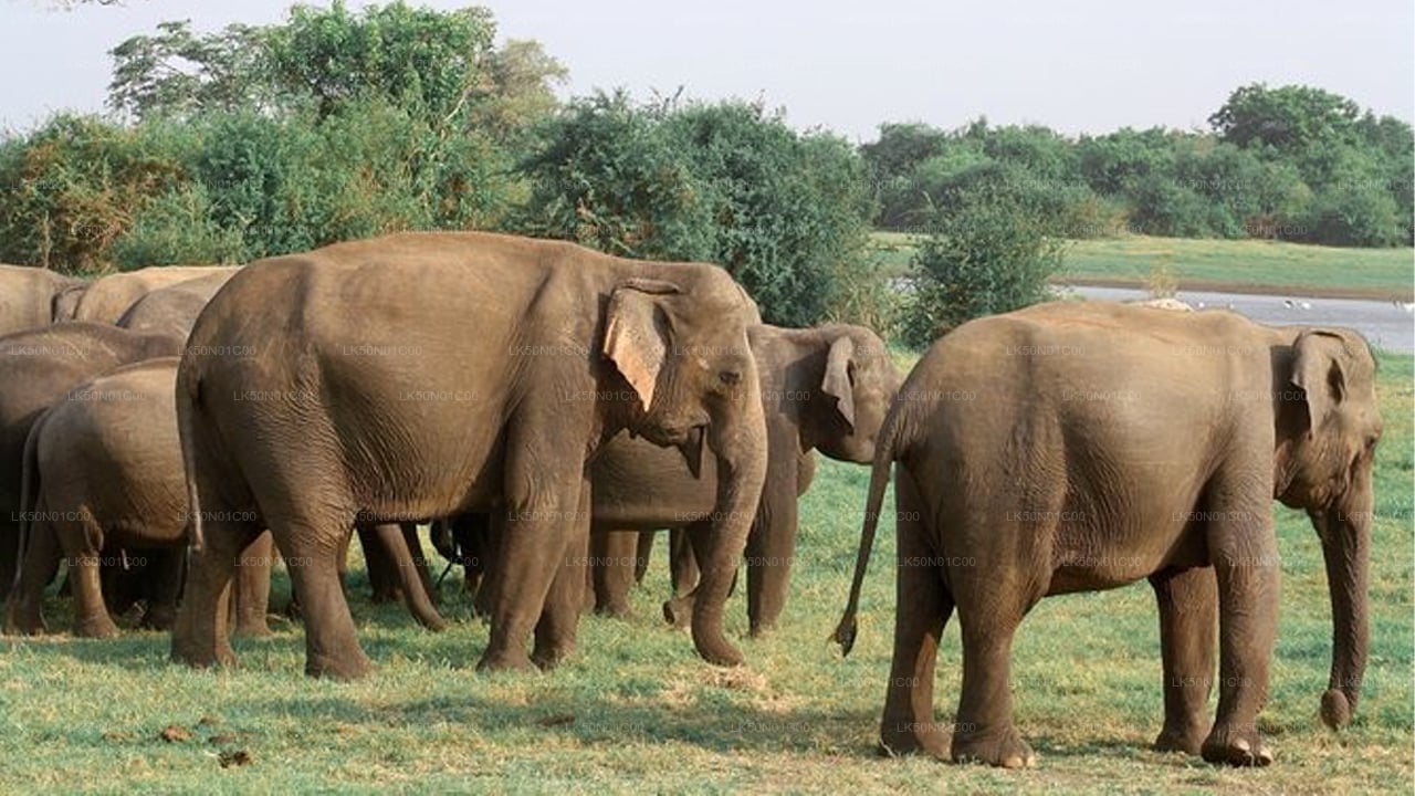 Private Safari im Maduru-Oya-Nationalpark mit Naturforscher