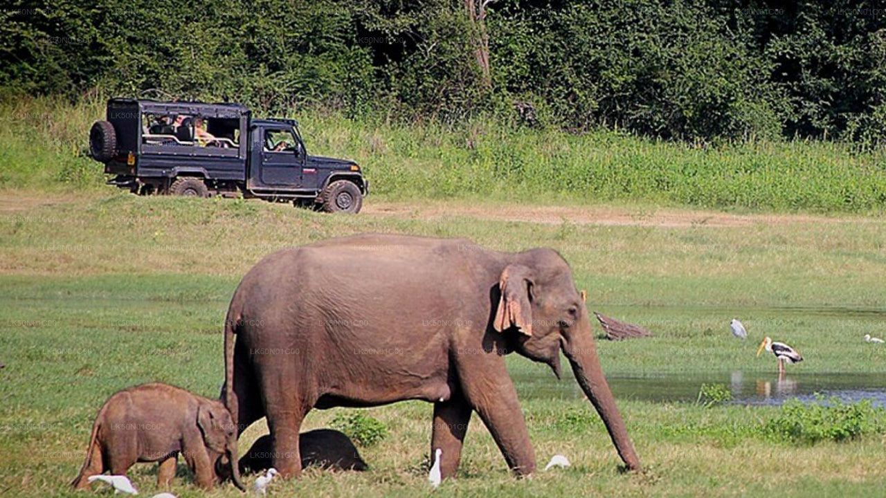 Private Safari im Maduru-Oya-Nationalpark mit Naturforscher