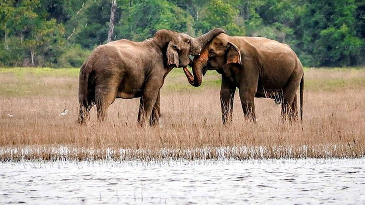 Private Safari im Maduru-Oya-Nationalpark mit Naturforscher
