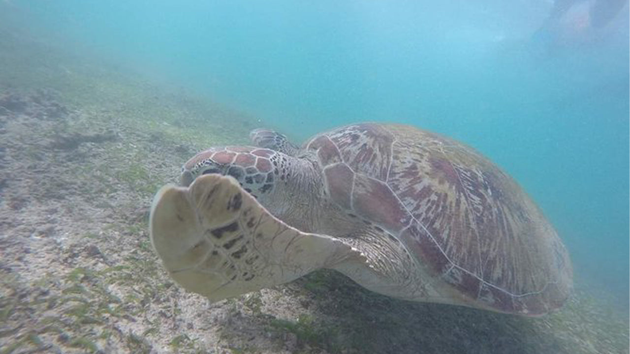 Schnorcheln mit Schildkröten ab Mirissa