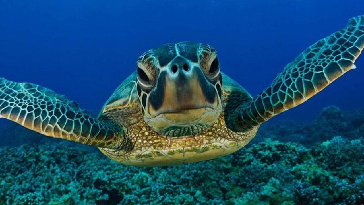 Schnorcheln mit Schildkröten ab Mirissa