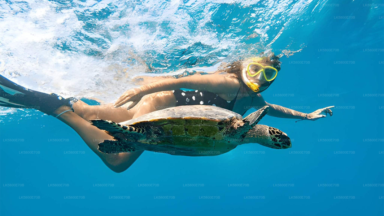 Snorkeling with Sea Turtles from Unawatuna