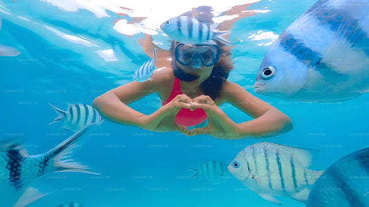 Schnorcheln mit Meeresschildkröten von Pigeon Island