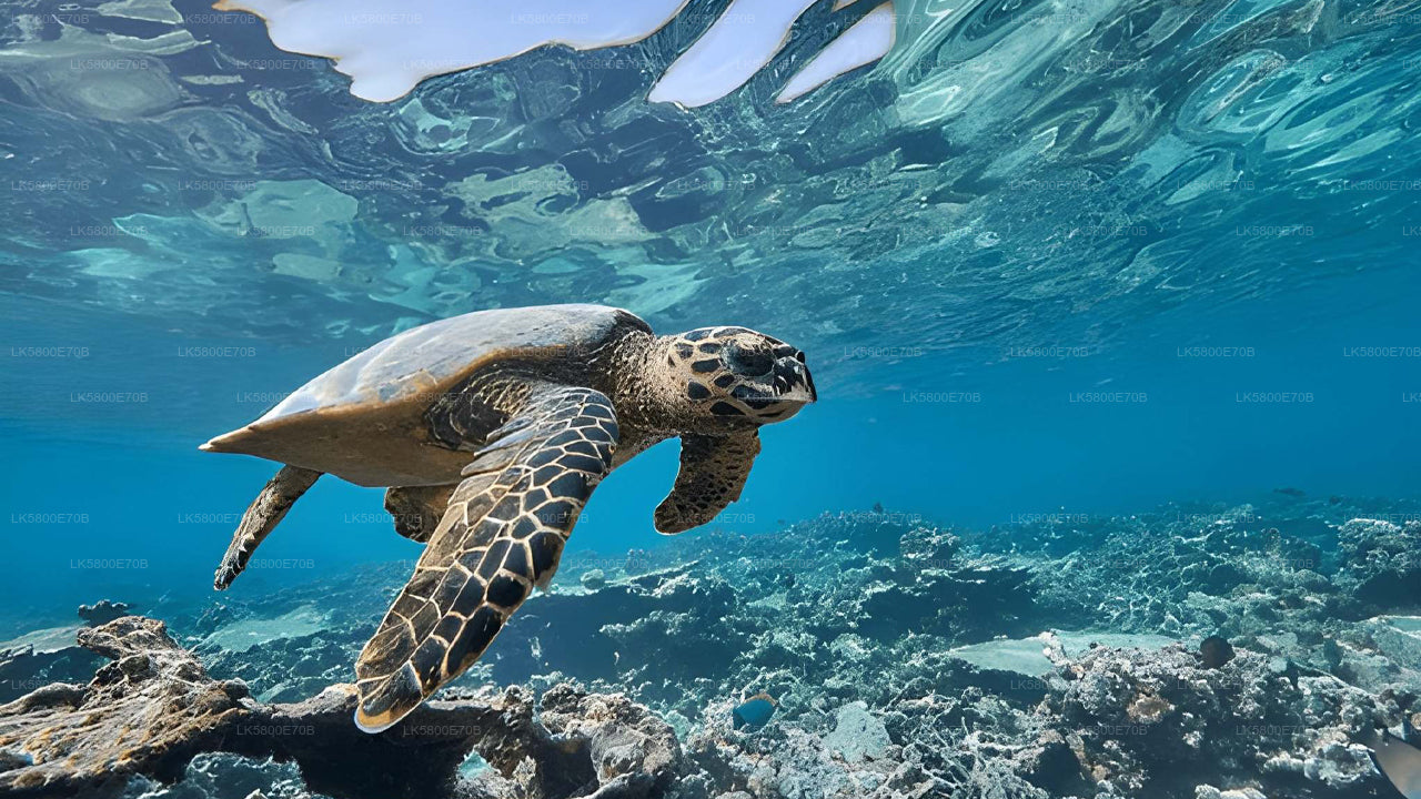 Snorkeling with Sea Turtles from Unawatuna