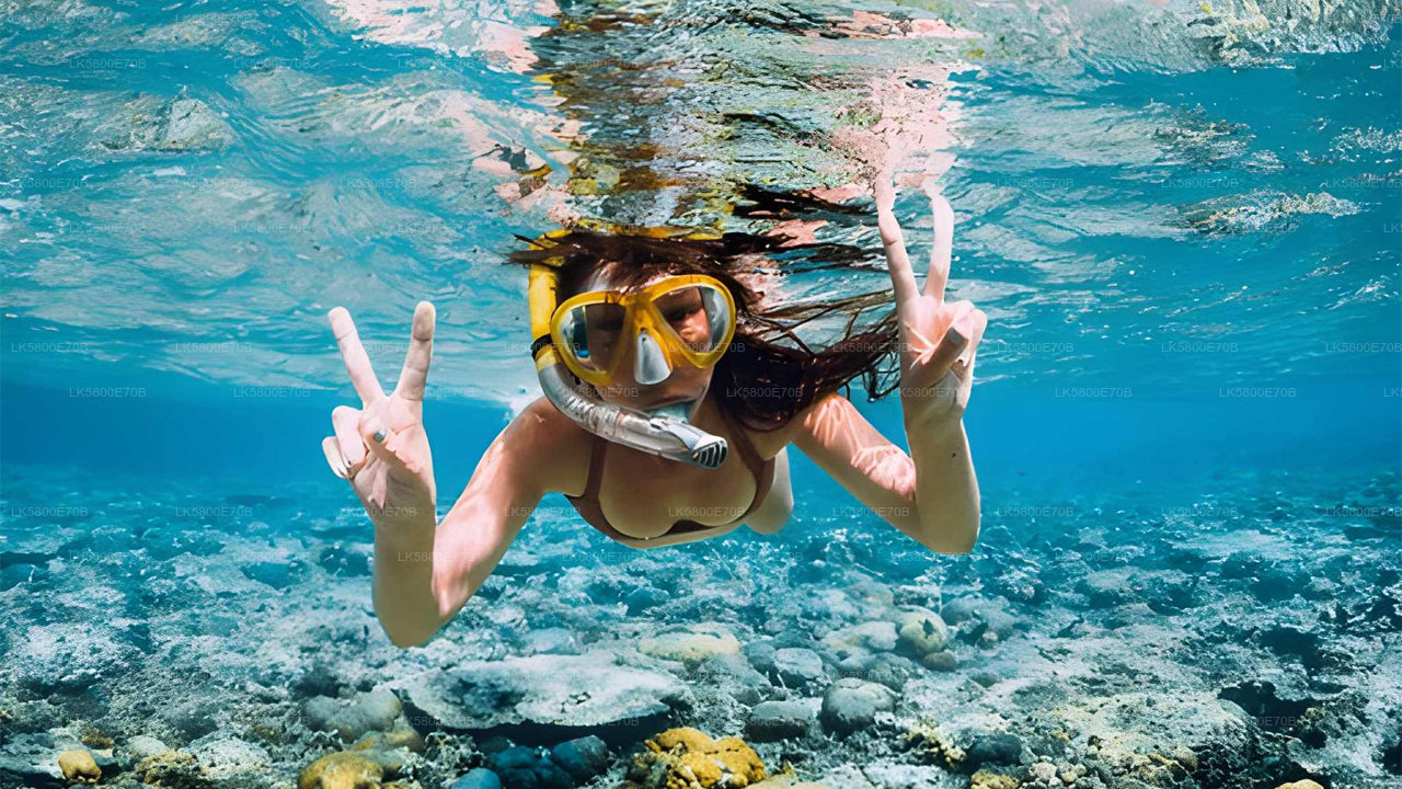 Schnorcheln mit Meeresschildkröten von Bentota