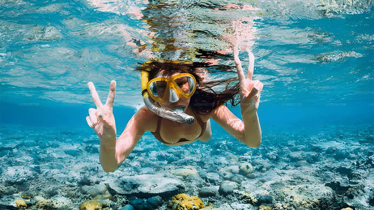 Schnorcheln mit Meeresschildkröten von Bentota