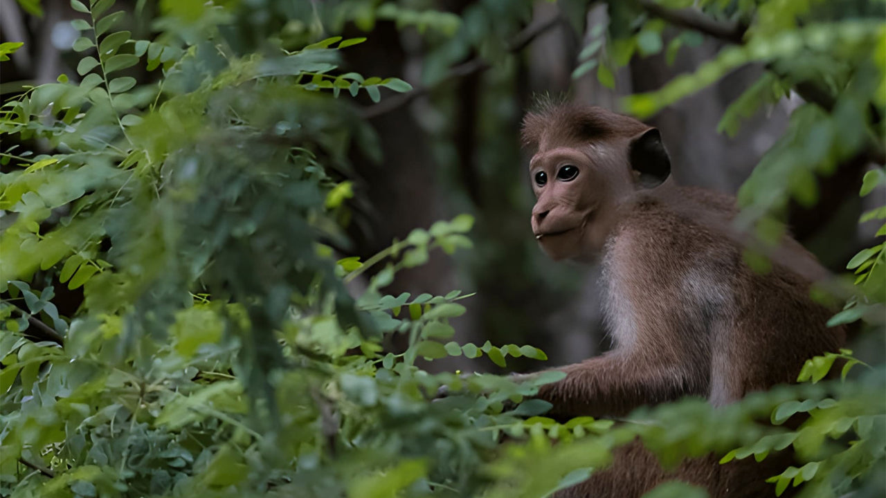 Sigiriya Wonders: Ancient Fortress, Ayurveda & Wild Encounters from Dambulla