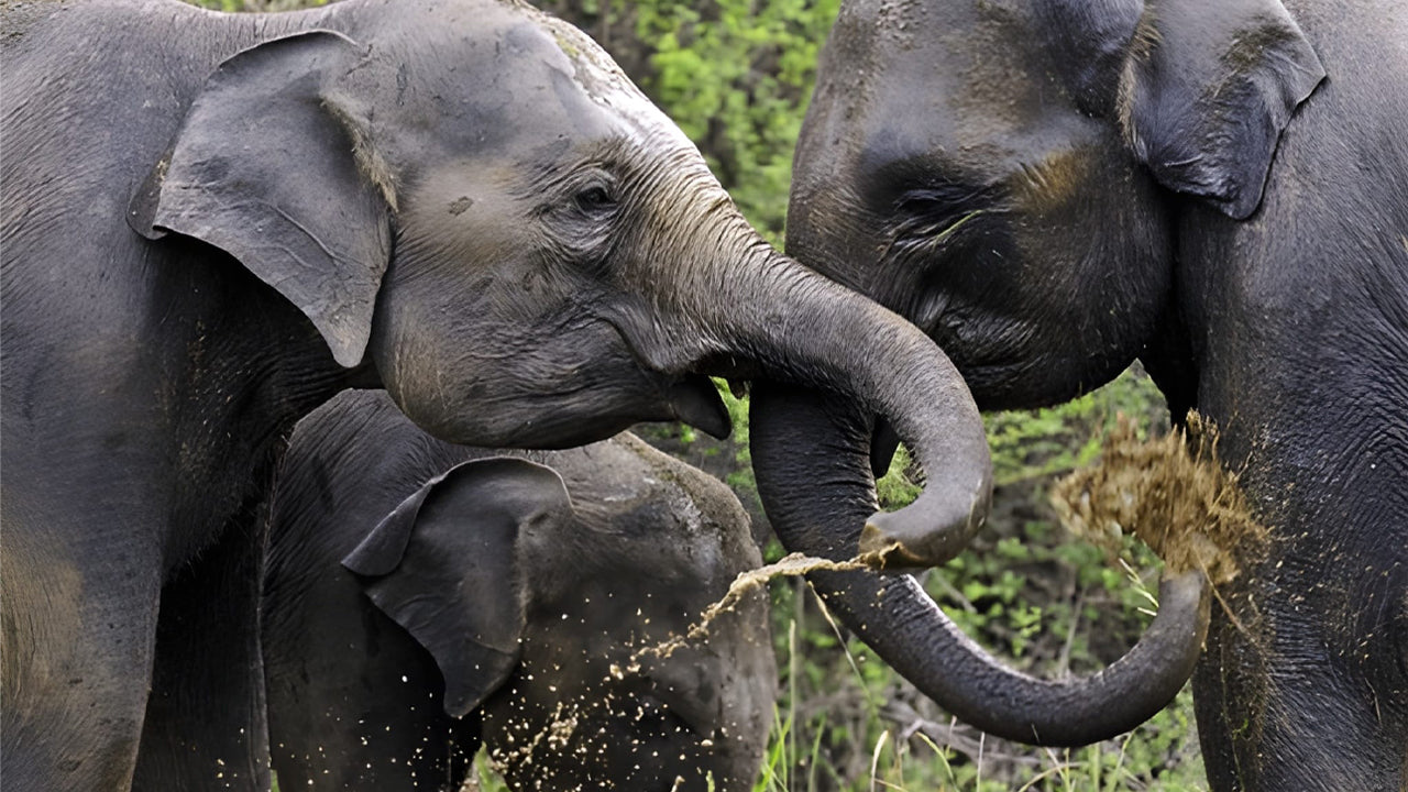 Sigiriya Wonders: Ancient Fortress, Ayurveda & Wild Encounters from Sigiriya