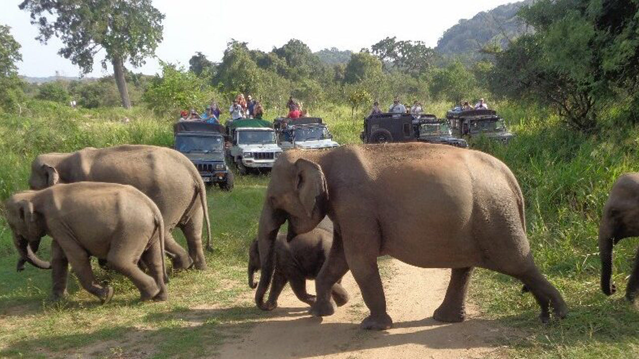 Tagesausflug zur Hurulu Eco Park Safari ab Pasikuda