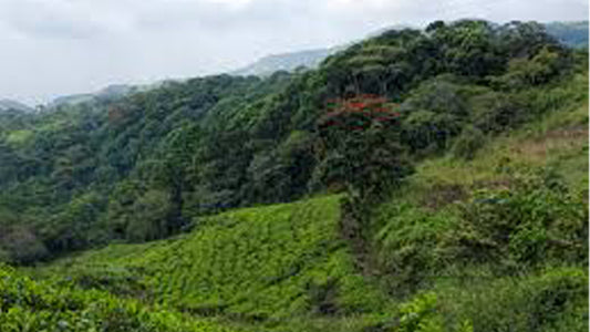 Geführte Tour durch den Sinharaja-Regenwald ab Galle