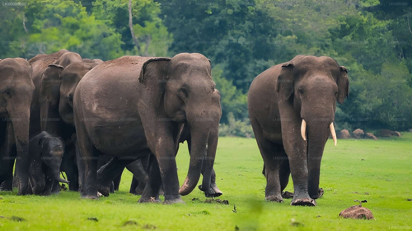 Private Tour from Ella to Arugam bay with Lahugala Safari