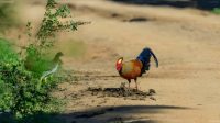 Private Tour from Ella to Arugam bay with Lahugala Safari