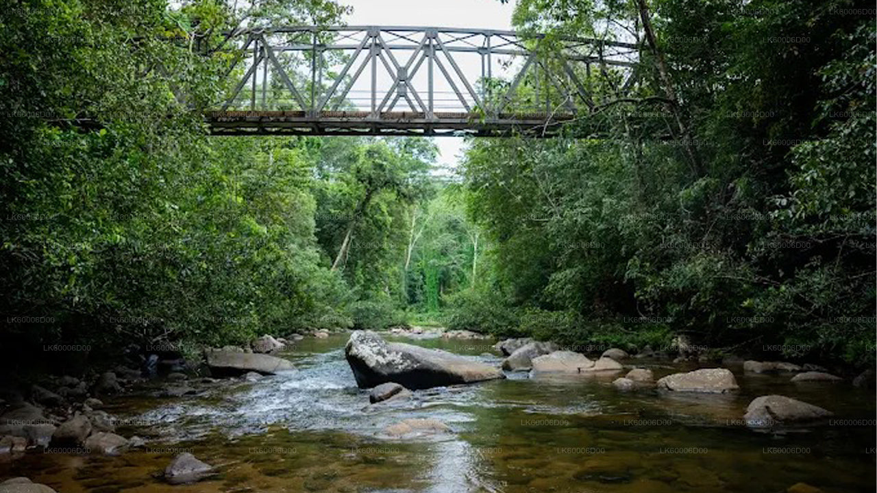Geführte Tour durch den Sinharaja-Regenwald ab Kosgoda