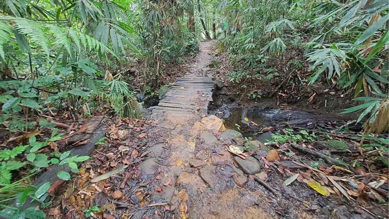 Tagesausflug in den Sinharaja-Regenwald ab Ahangama