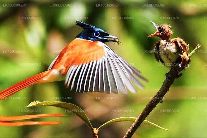 Vögel, Wildtiere und Kultur Sri Lankas (11 Tage)